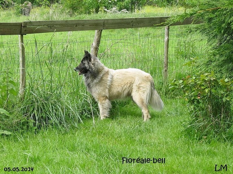 Floreale-bell (Sans Affixe)