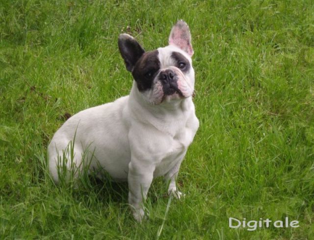 Publication : du clocher de fée Mélusine Auteur : LM