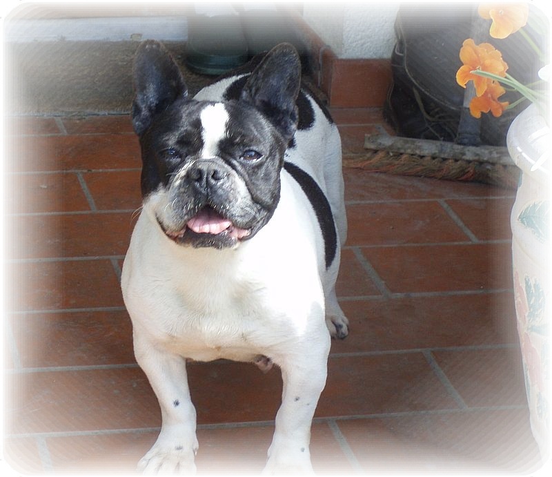 Publication : du clocher de fée Mélusine Auteur : LM