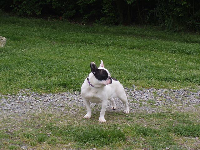 Publication : du clocher de fée Mélusine Auteur : LM