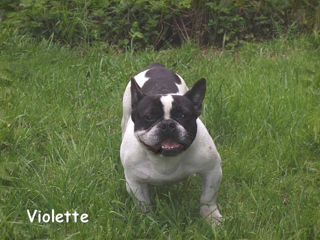 Publication : du clocher de fée Mélusine Auteur : LM