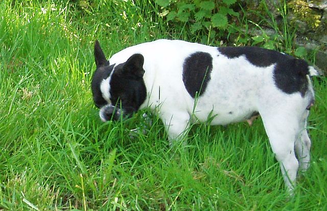 Publication : du clocher de fée Mélusine Auteur : LM