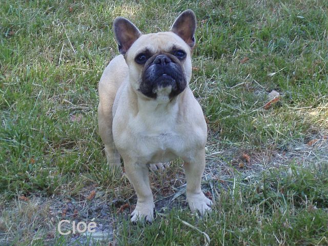 Publication : du clocher de fée Mélusine Auteur : LM