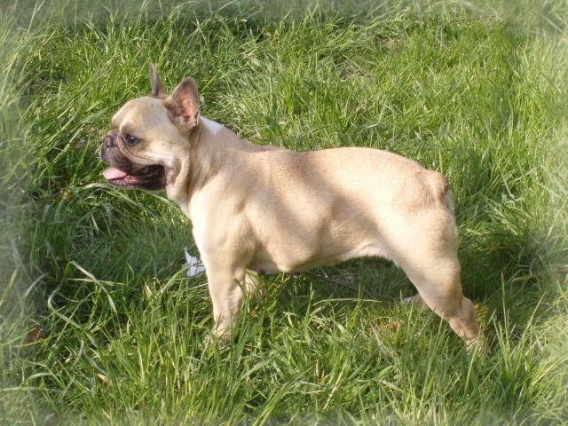 Publication : du clocher de fée Mélusine Auteur : LM