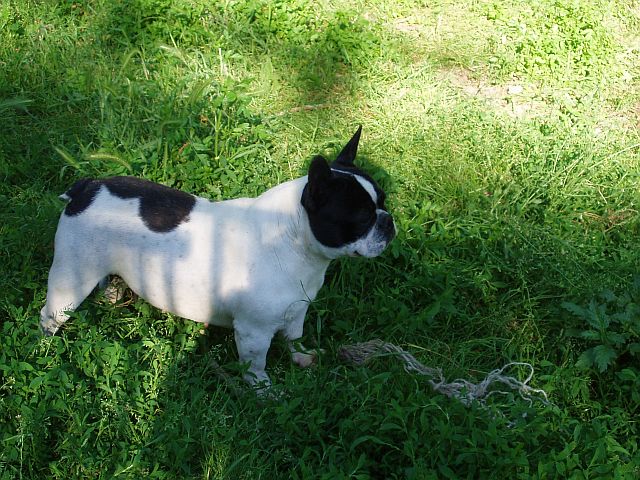 Publication : du clocher de fée Mélusine Auteur : LM