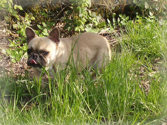 Publication : du clocher de fée Mélusine Auteur : LM