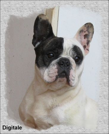 Publication : du clocher de fée Mélusine Auteur : LM