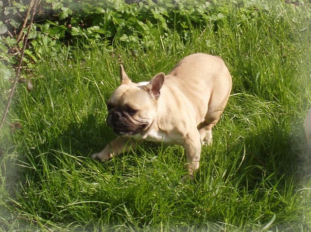 Publication : du clocher de fée Mélusine Auteur : LM