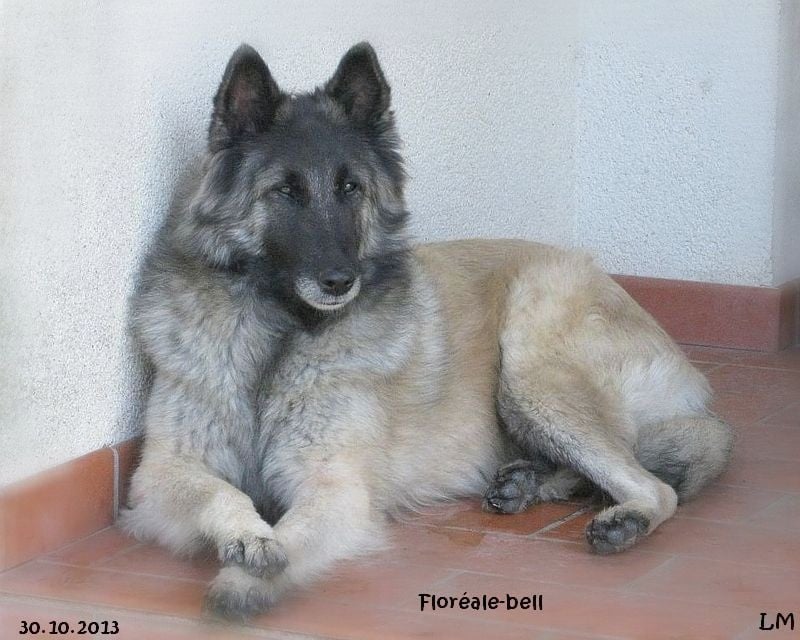 Floreale-bell (Sans Affixe)