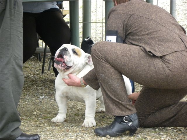 untouch-a-bull Assiduity - 1e excellent CACS et meilleur de race