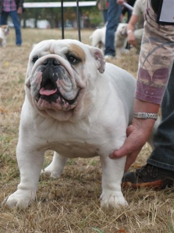 untouch-a-bull Assiduity - excellent