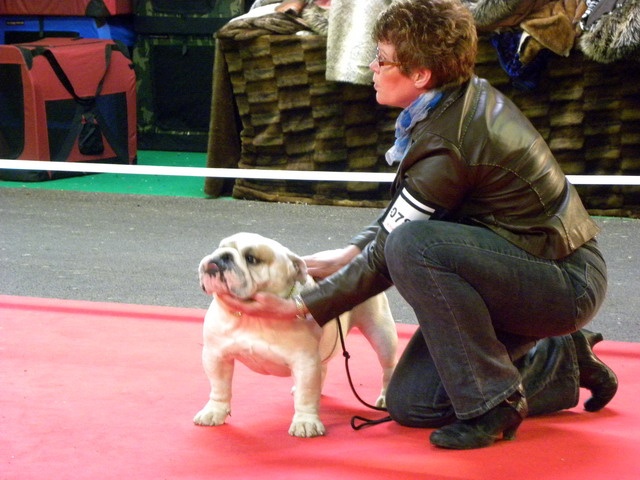 untouch-a-bull Assiduity - 2 ême excellent