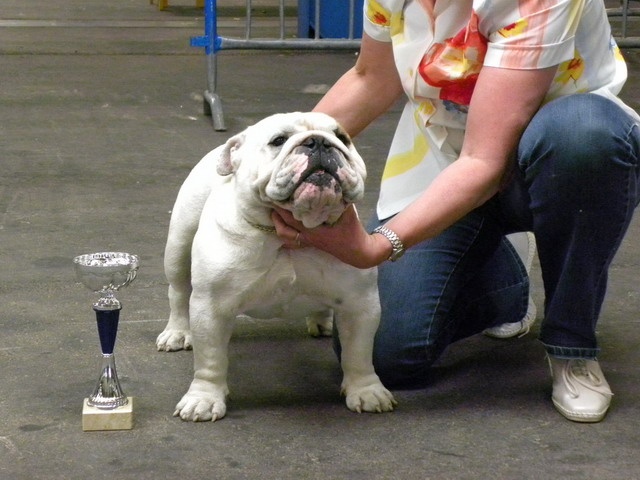 untouch-a-bull Assiduity - 2e excellent