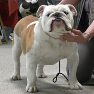 untouch-a-bull Bandit - 1e Exc.RCAC/RCACIB