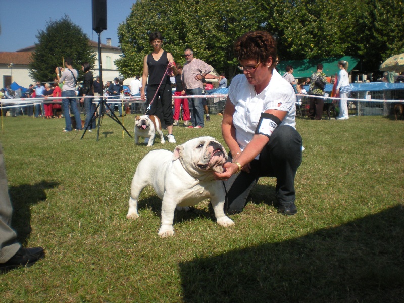 untouch-a-bull Assiduity - 1e excellent et meilleur jeune mâle