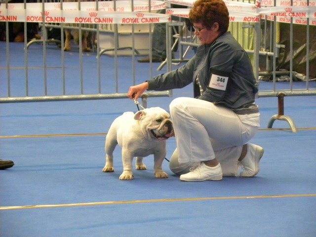 untouch-a-bull Assiduity - 1e excellent