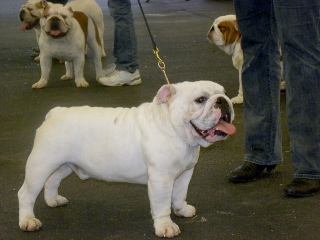 untouch-a-bull Assiduity - excellent