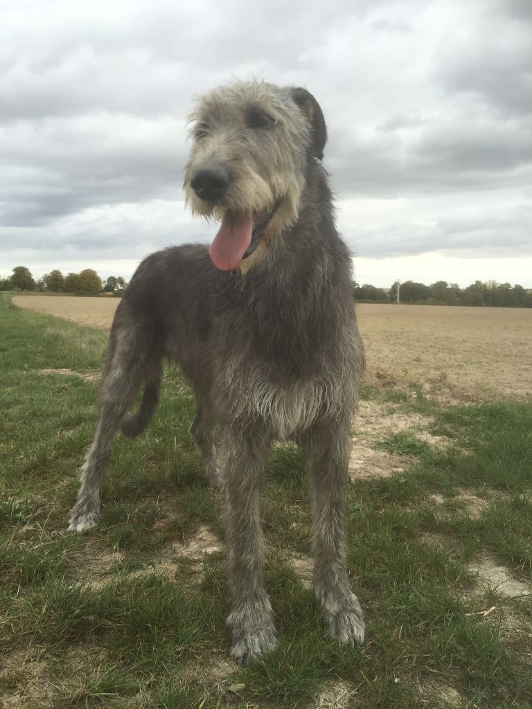 Publication : du Chrystal d'Ossian