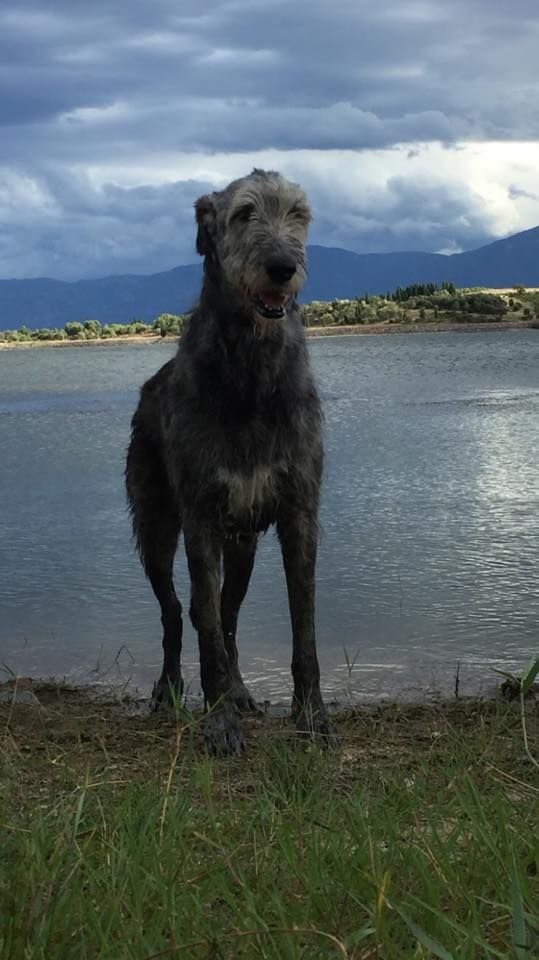 Publication : du Chrystal d'Ossian