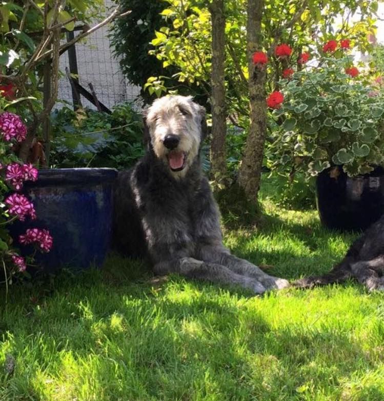 Publication : du Chrystal d'Ossian