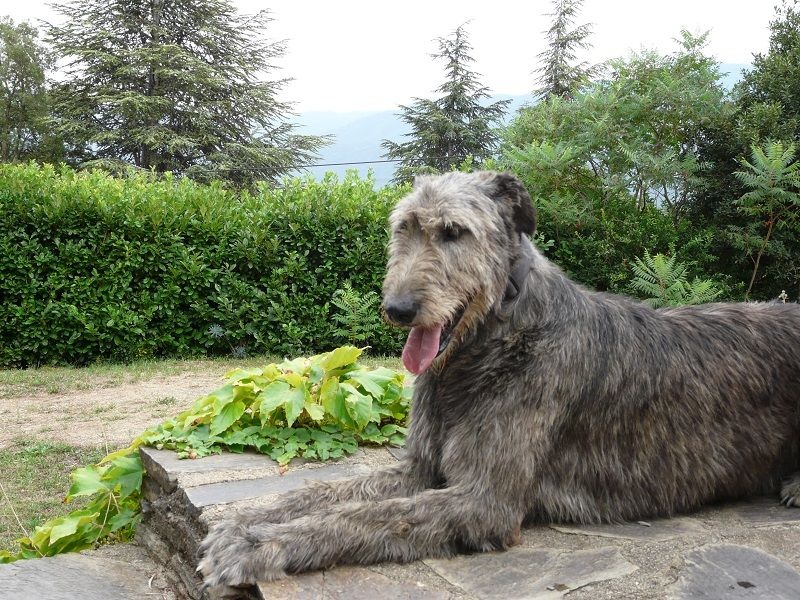 Publication : du Chrystal d'Ossian