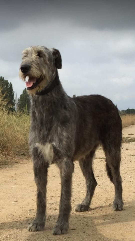 Publication : du Chrystal d'Ossian