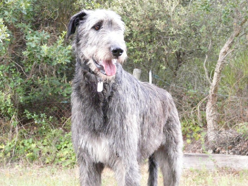 Publication : du Chrystal d'Ossian