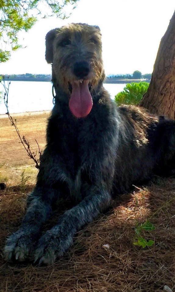 Publication : du Chrystal d'Ossian