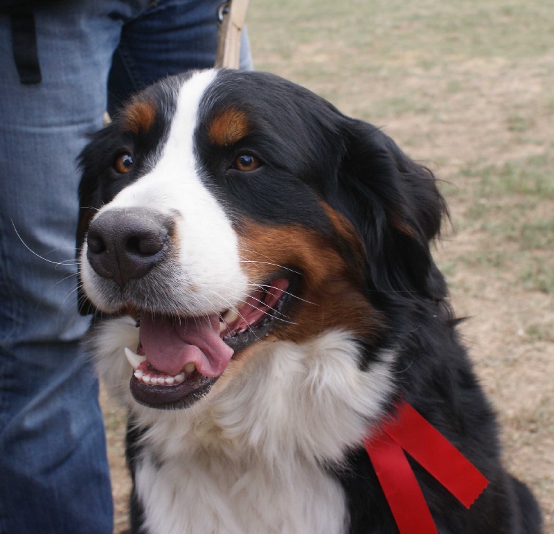 Dorenka des mystères du vieux saule - 2EME EXCELLENT CLASSE JEUNE FEMELLE
