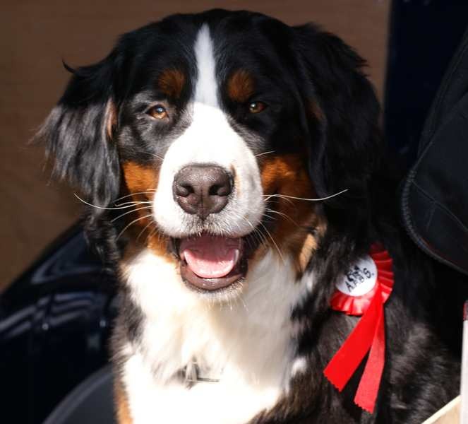 Dorenka des mystères du vieux saule - EXCELLENT CLASSE JEUNE FEMELLE