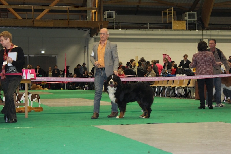 H'Ïduna du mas de Jalnot - TB - Classe intermédiaire femelle