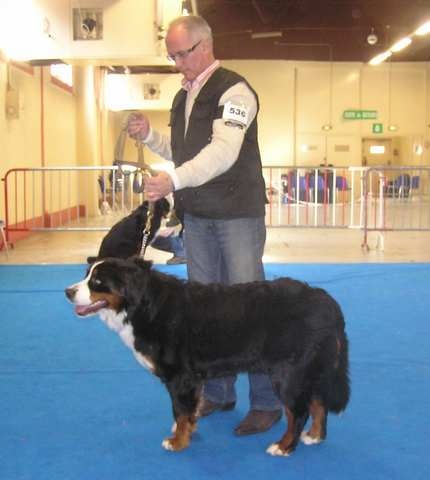 Dorenka des mystères du vieux saule - EXCELLENT EN CLASSE JEUNE FEMELLE