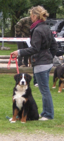 Dorenka des mystères du vieux saule - TRES PROMETTEUR - CLASSE BABY FEMELLE