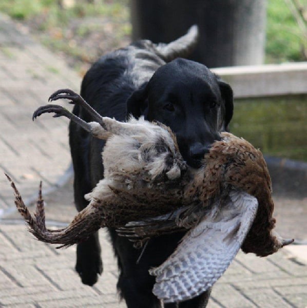 TR. CH. Mandaral First edition