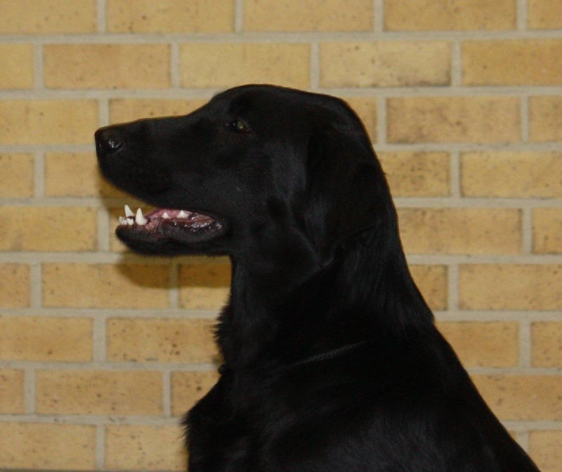 TR. CH. Mandaral First edition