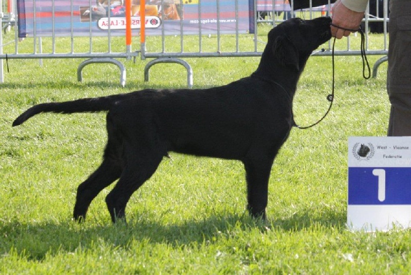 TR. CH. Mandaral First edition