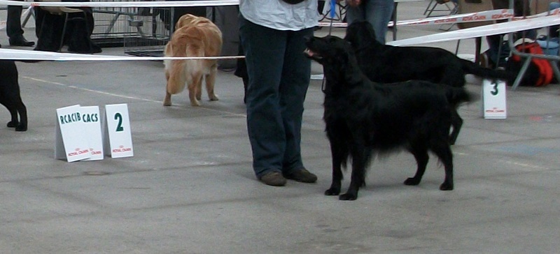 polgara Made you look - 2 exc RCAC RCACIB