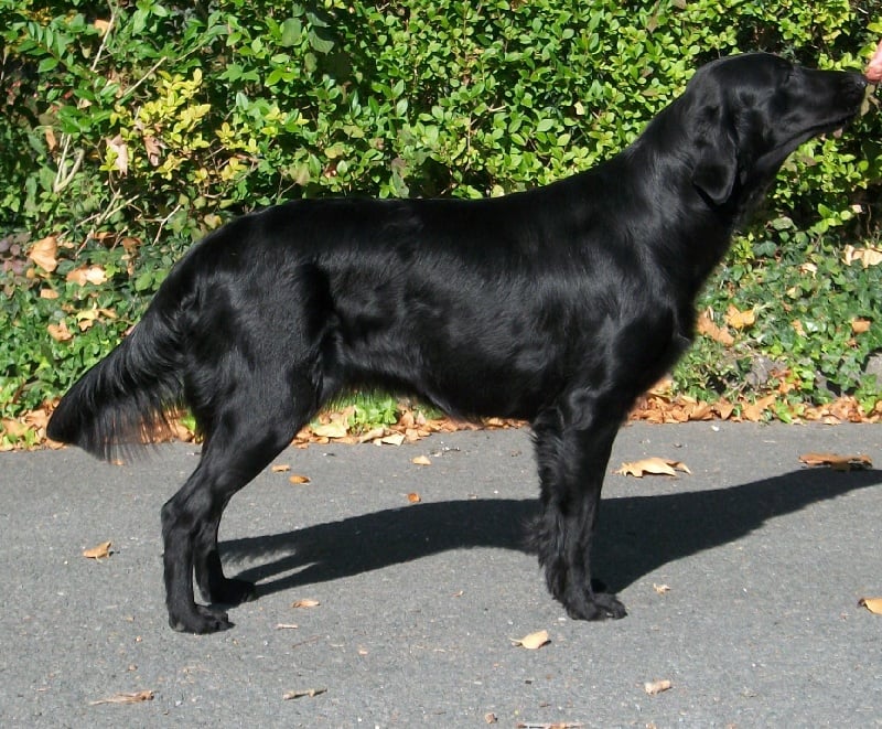 CH. Mandaral Fortune cookie - 1exc CAC CACIB meilleur de race