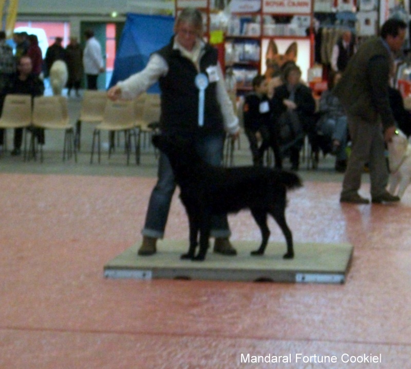 CH. Mandaral Fortune cookie - 1exc meilleur jeune 3éme jeune groupe 8