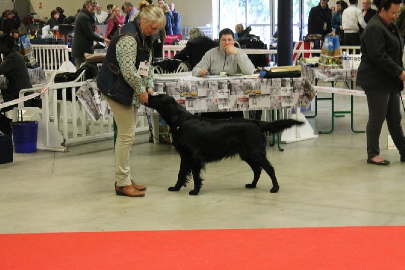 CH. Mandaral Fortune cookie - RCAC