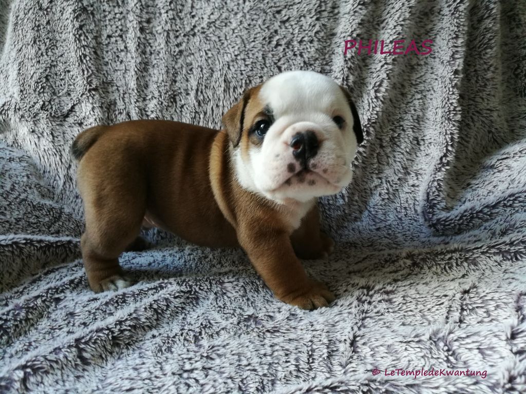 Phileas - Bulldog Anglais