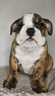 Les chiots de Bulldog Anglais
