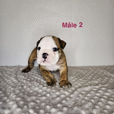 Les chiots de Bulldog Anglais