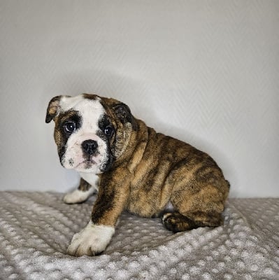Les chiots de Bulldog Anglais
