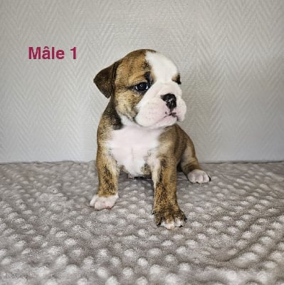 Les chiots de Bulldog Anglais