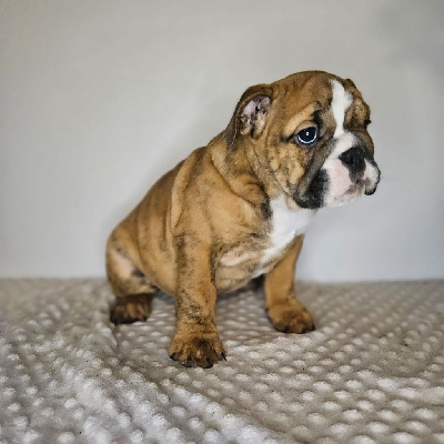 Les chiots de Bulldog Anglais