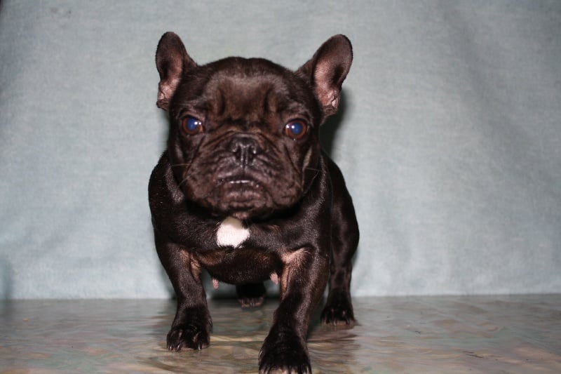 Publication : d'Apollon Grab