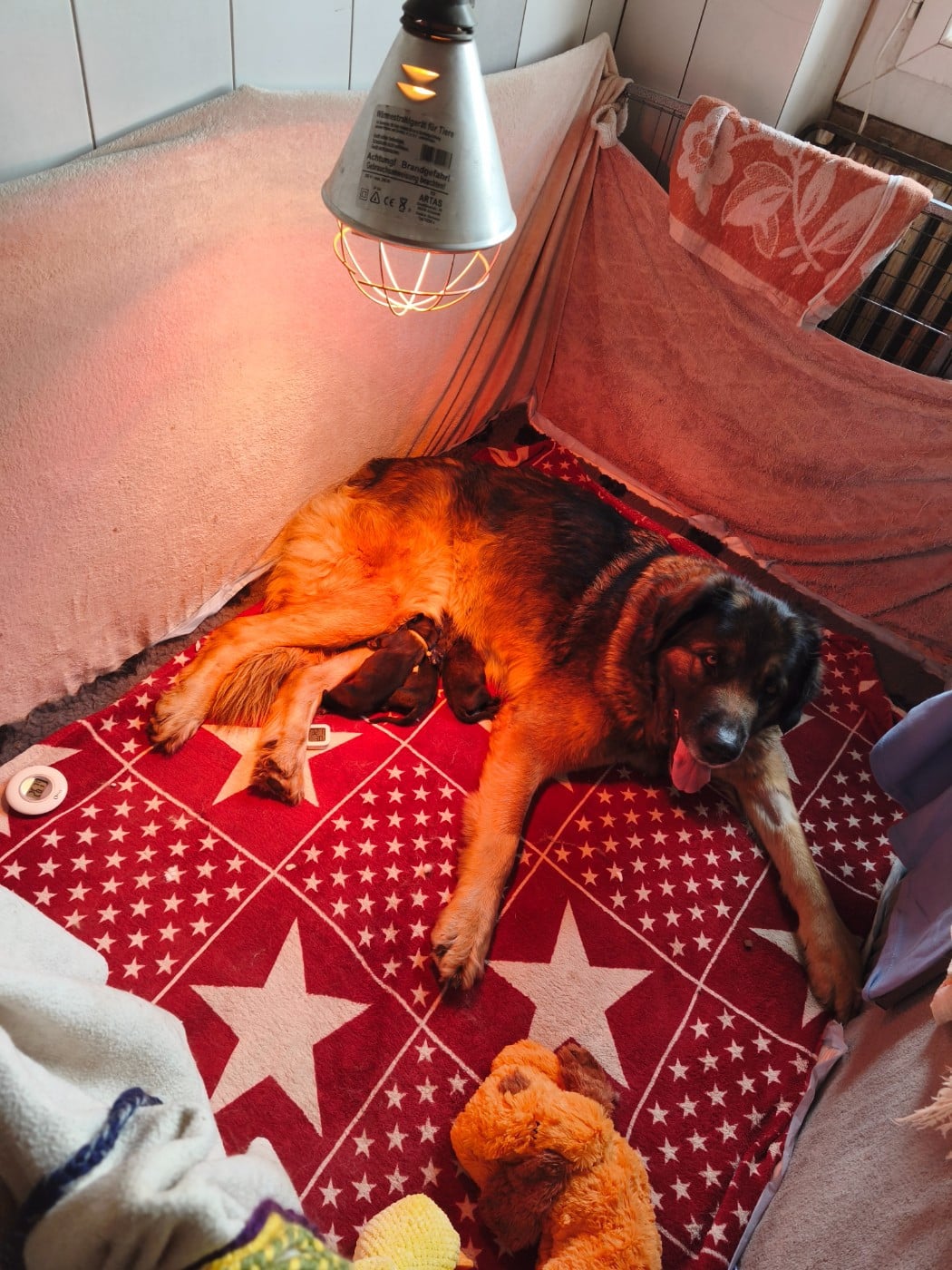 Leonberger - des petites créatures divines