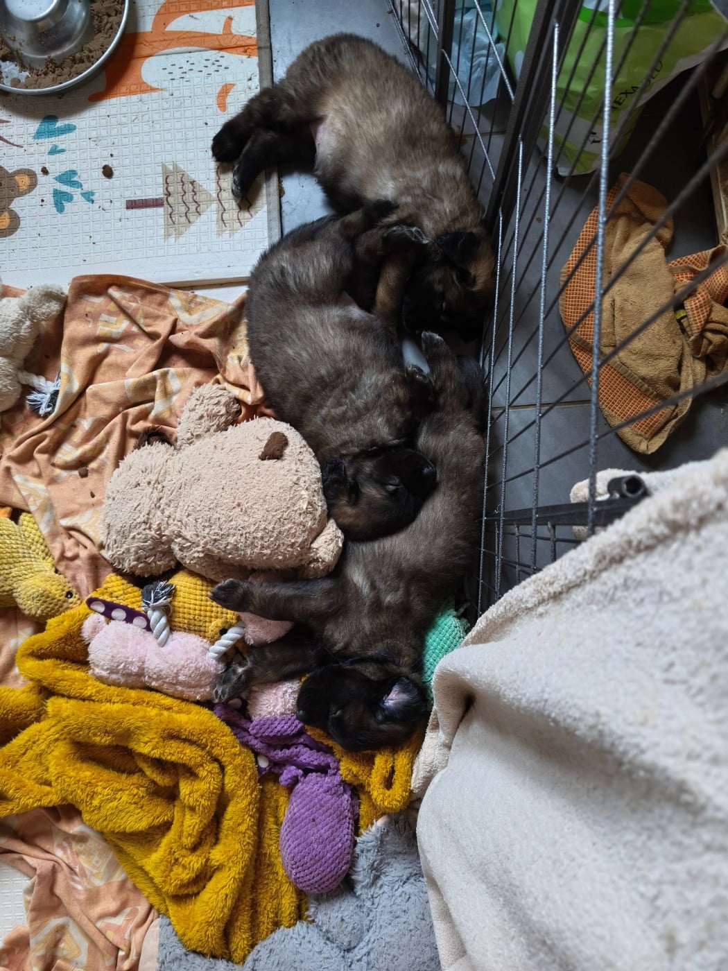 Leonberger - des petites créatures divines