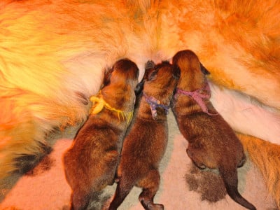 Les chiots de Leonberger